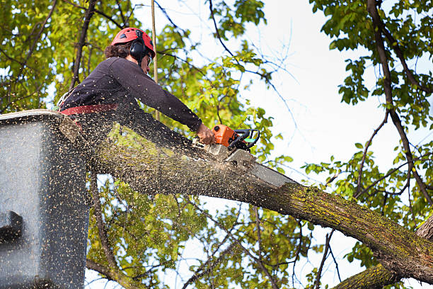 Reliable Fountainebleau, FL Tree Removal Solutions